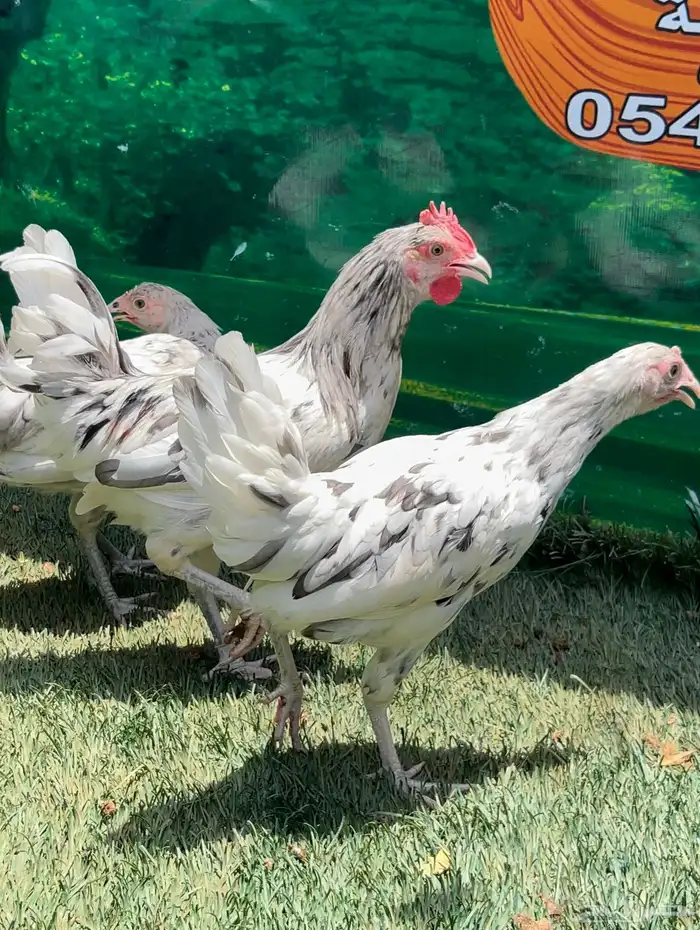 دجاج عربي ماكنتوش 6