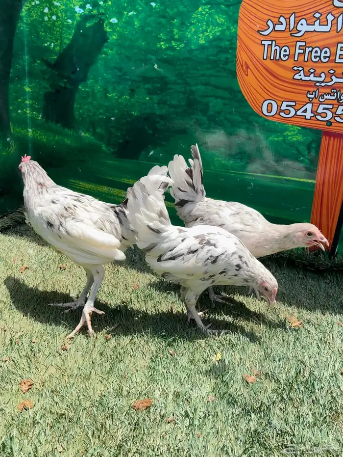 دجاج عربي ماكنتوش 8