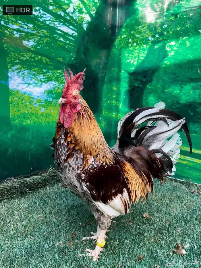 دجاج عربي ماكنتوش 57