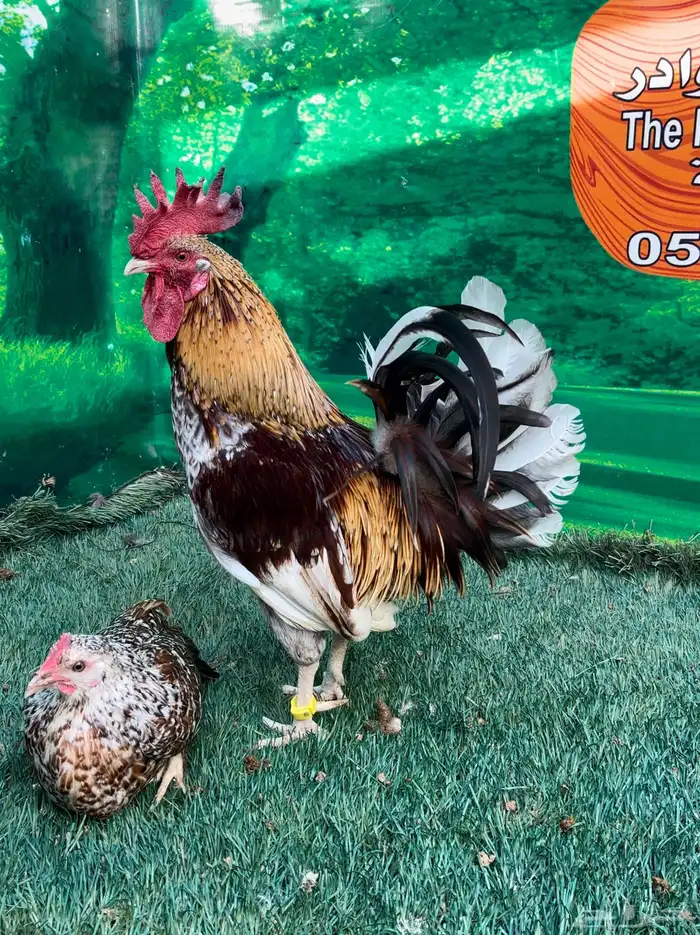 دجاج عربي ماكنتوش 66