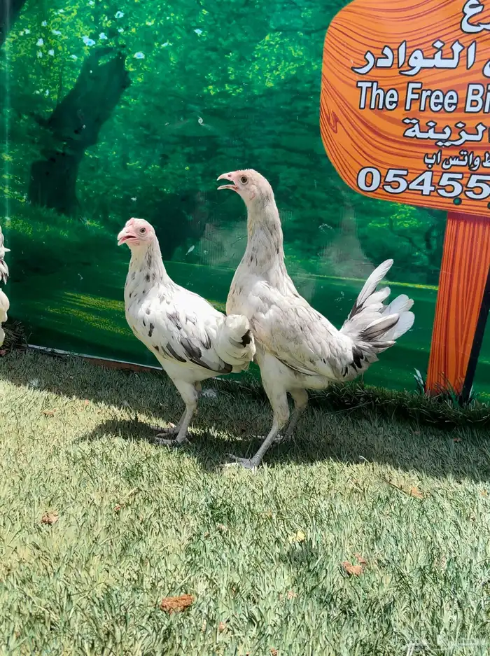 دجاج عربي ماكنتوش 11