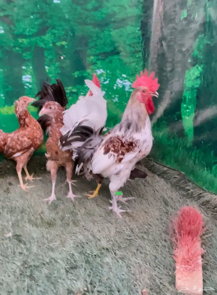 دجاج عربي ماكنتوش 5