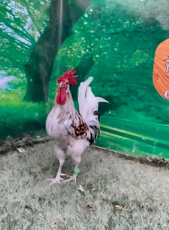 دجاج عربي ماكنتوش 4