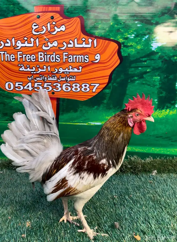 دجاج عربي ماكنتوش 80