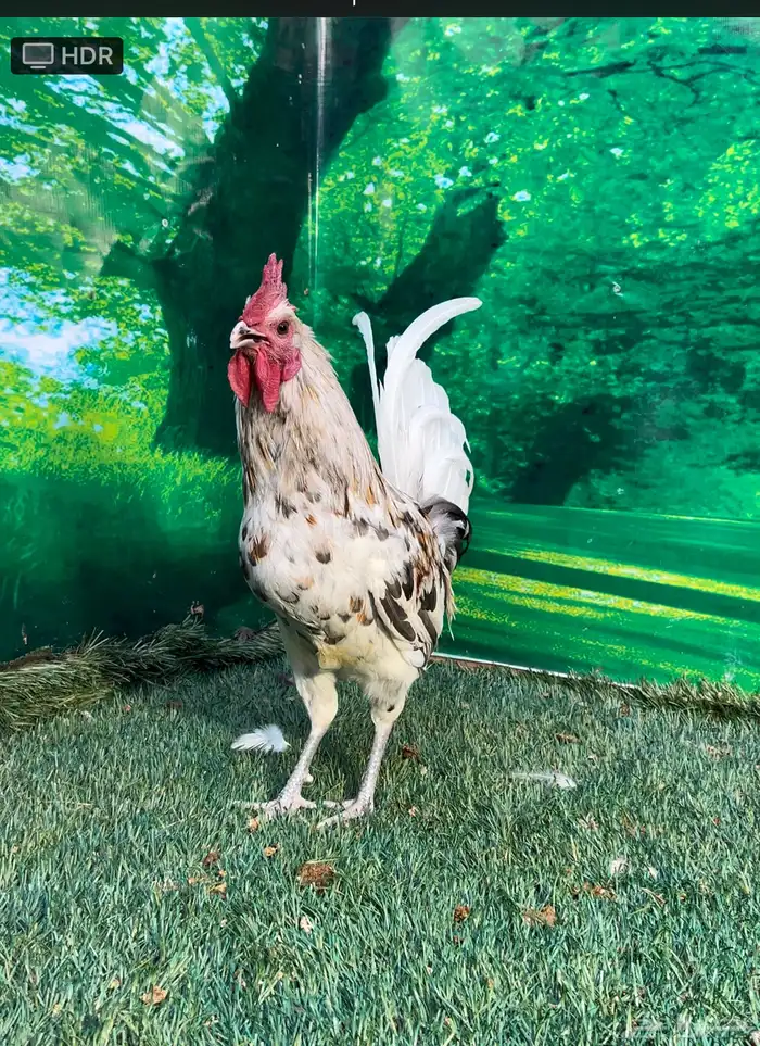 دجاج عربي ماكنتوش 22