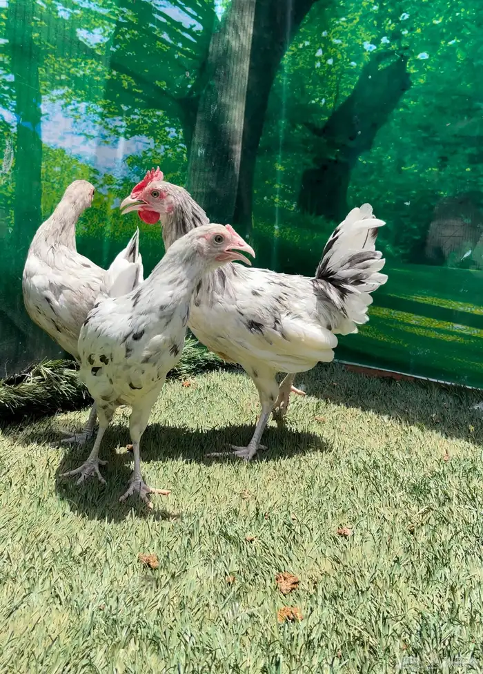 دجاج عربي ماكنتوش 12