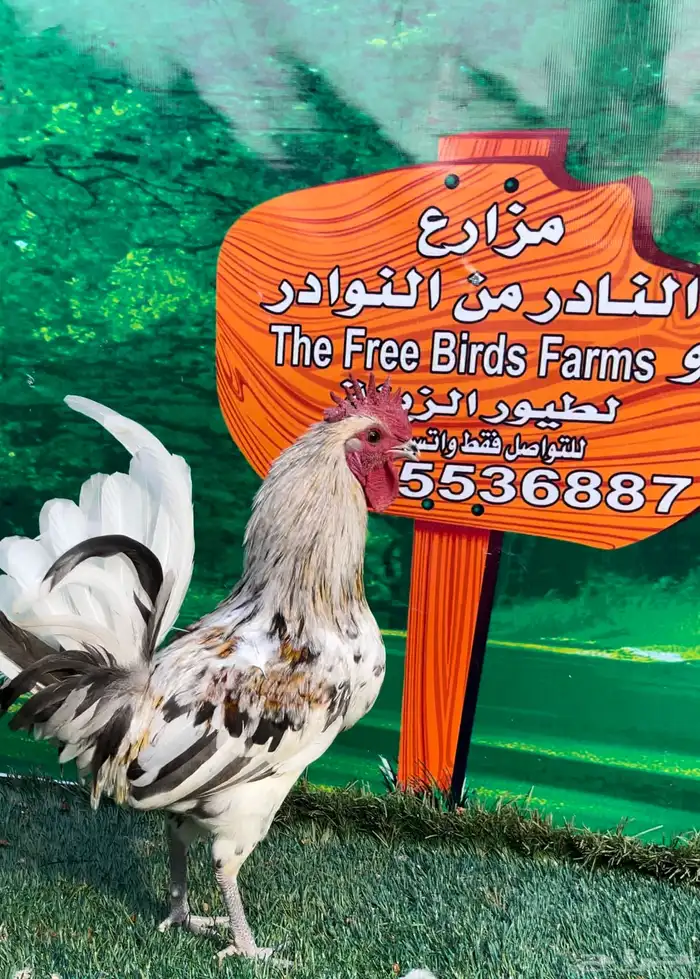 دجاج عربي ماكنتوش 25