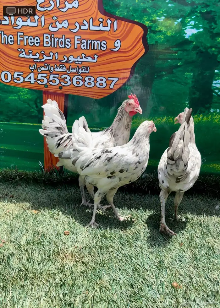 دجاج عربي ماكنتوش 10