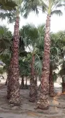 للبيع نخل عربي ونخل وشنطني 2