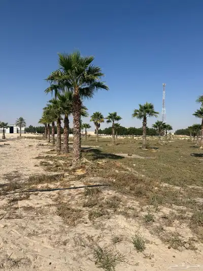 نخل واشنطني واشنطينيا 2