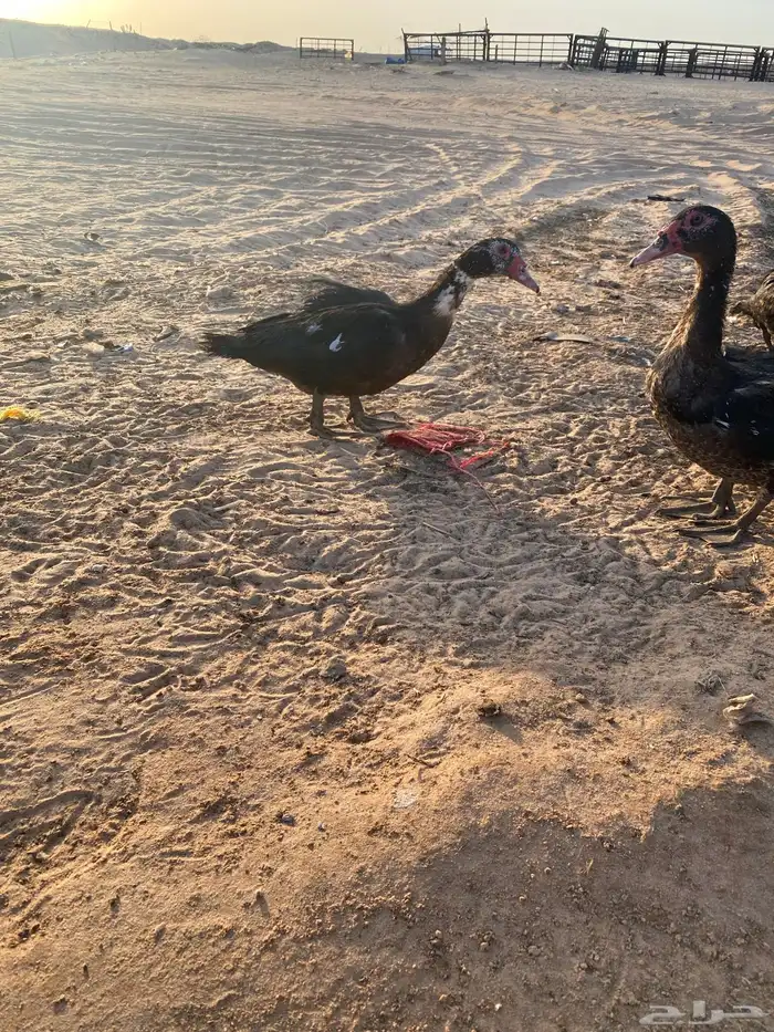 ذكور بط موسكوفي 7