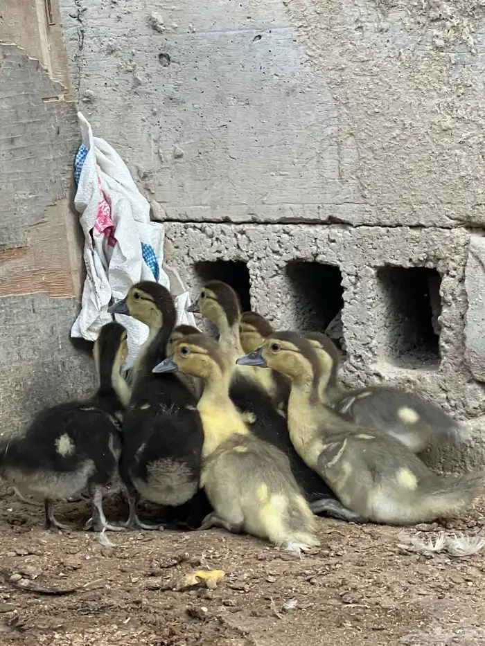 فروخ بط مصري 1