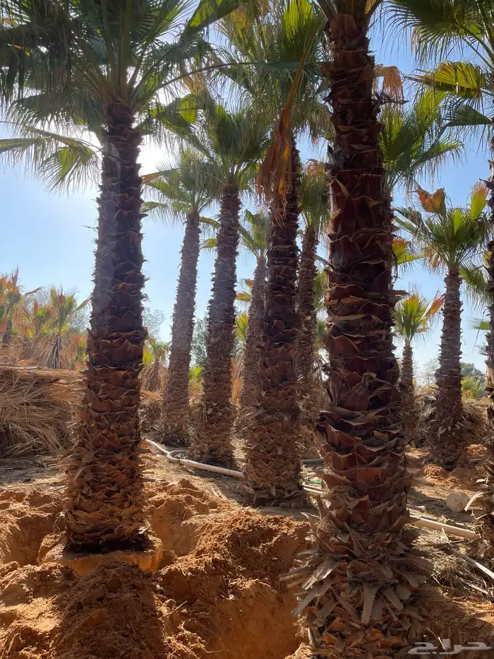 نخل زينه واشنطن 0