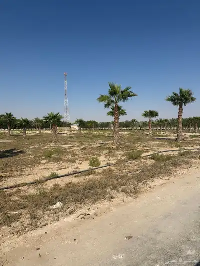 نخل واشنطني واشنطينيا 6