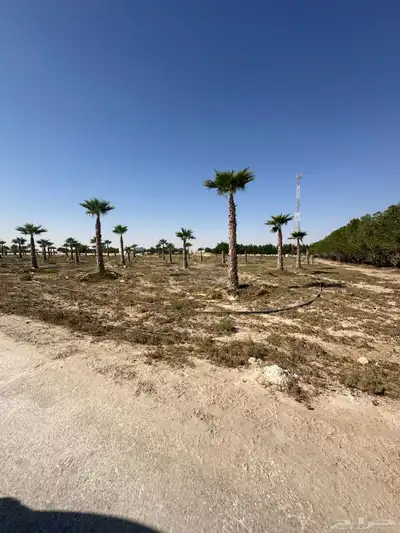 نخل واشنطني واشنطينيا 4