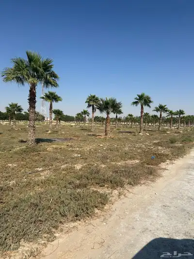 نخل واشنطني واشنطينيا 1