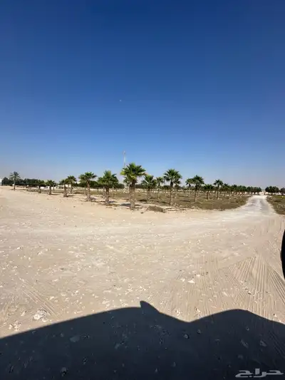 نخل واشنطني واشنطينيا 3