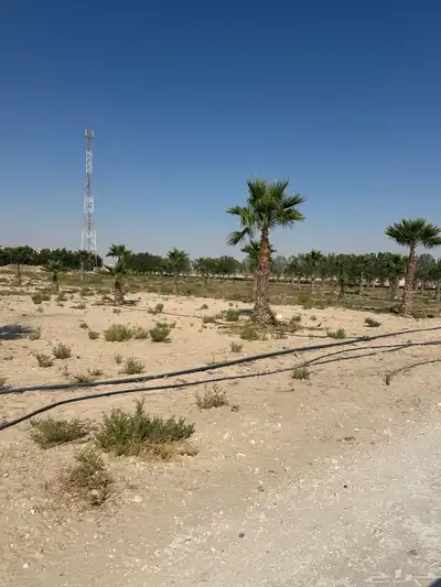 نخل واشنطني واشنطينيا 5
