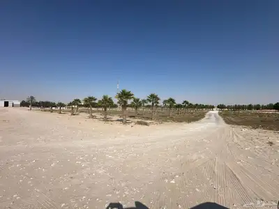 نخل واشنطني واشنطينيا 0