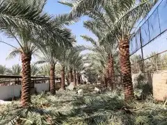 للبيع نخل عربي ونخل وشنطني 0