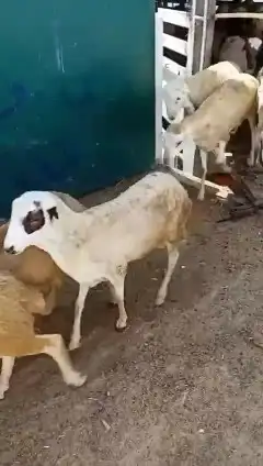 خرفان رفيدي 3