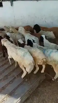 خرفان رفيدي 1