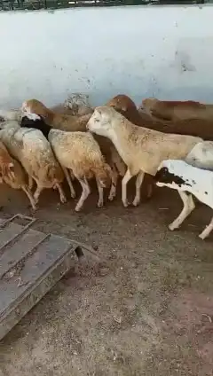 خرفان رفيدي 0