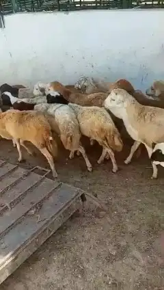 خرفان رفيدي 2