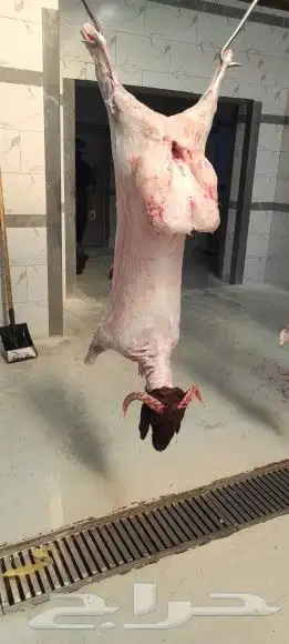 واحة_اللحوم لبيع اللحوم الطازجة 2