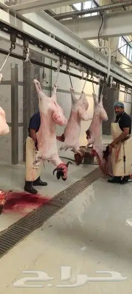 واحة_اللحوم لبيع اللحوم الطازجة 3