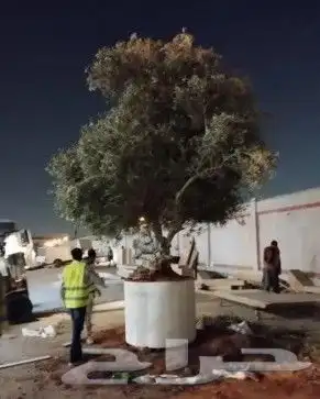 اشجار الزيتون بجميع الاحجام واشجار السرو 0
