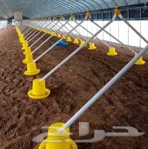 يبحث عن عمل اشراف عام مزارع دواجن سمان ارانب تركيبات اعلاف 7