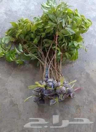 شتلات ليتجي تصنيف ampawaقزم الترقيد الهوآئي 1