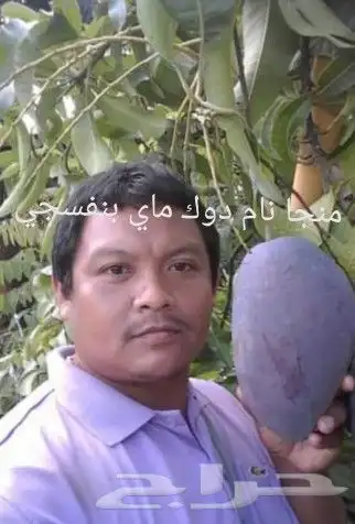 شتلات ليتجي تصنيف ampawaقزم الترقيد الهوآئي 23