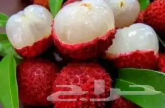 شتلات ليتجي تصنيف ampawaقزم الترقيد الهوآئي 0