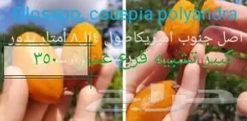 شتلات ليتجي تصنيف ampawaقزم الترقيد الهوآئي 7