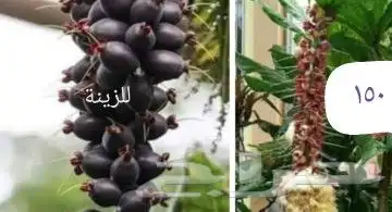 شتلات ليتجي تصنيف ampawaقزم الترقيد الهوآئي 8