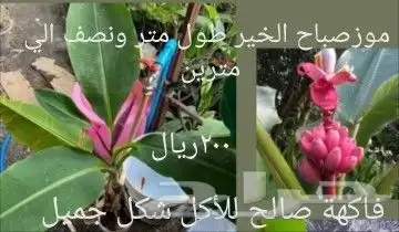 شتلات ليتجي تصنيف ampawaقزم الترقيد الهوآئي 33