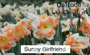 شتلات ليتجي تصنيف ampawaقزم الترقيد الهوآئي 22