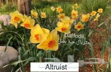 شتلات ليتجي تصنيف ampawaقزم الترقيد الهوآئي 16