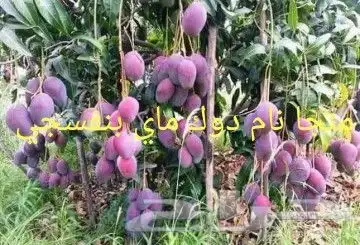 شتلات ليتجي تصنيف ampawaقزم الترقيد الهوآئي 24