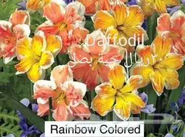 شتلات ليتجي تصنيف ampawaقزم الترقيد الهوآئي 14