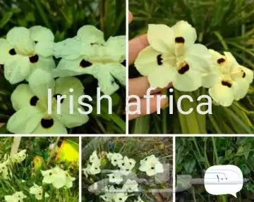 شتلات ليتجي تصنيف ampawaقزم الترقيد الهوآئي 47