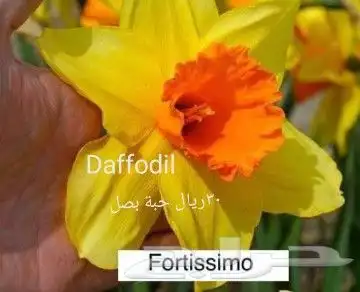 شتلات ليتجي تصنيف ampawaقزم الترقيد الهوآئي 13