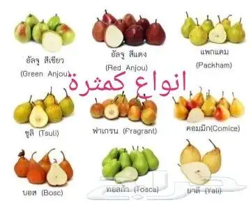 شتلات ليتجي تصنيف ampawaقزم الترقيد الهوآئي 41