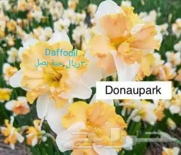 شتلات ليتجي تصنيف ampawaقزم الترقيد الهوآئي 12