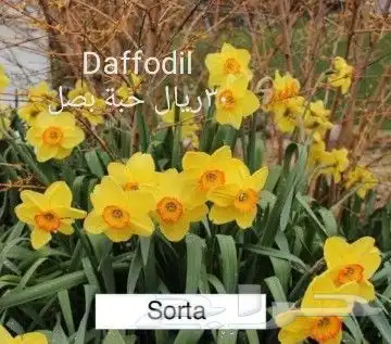 شتلات ليتجي تصنيف ampawaقزم الترقيد الهوآئي 18