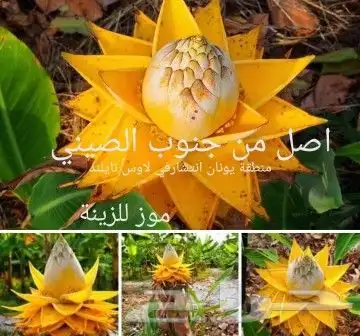 شتلات ليتجي تصنيف ampawaقزم الترقيد الهوآئي 17