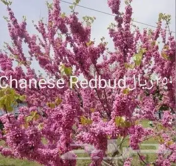 شتلات ليتجي تصنيف ampawaقزم الترقيد الهوآئي 43