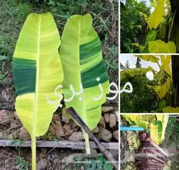 شتلات ليتجي تصنيف ampawaقزم الترقيد الهوآئي 6